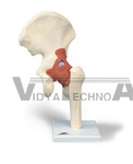 Deluxe Functional Hip Joint Model